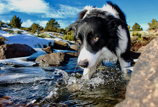 hond chronische ziektes
