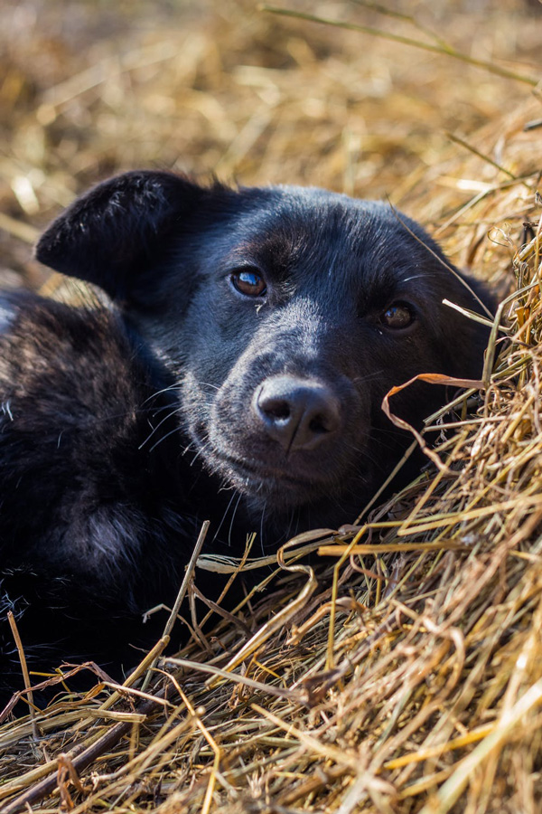 gedrag adoptie hond